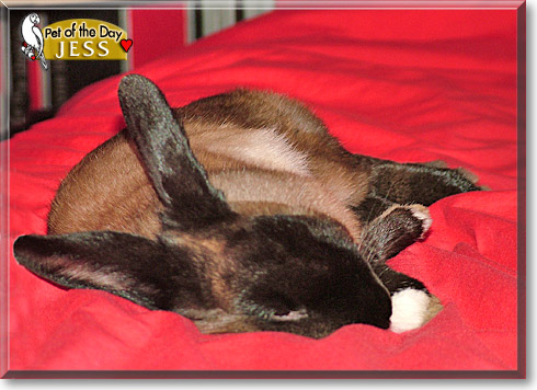 Jess, the Pet of the Day Jess, the Pet of the Day