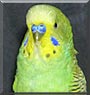 Sweetpea