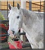 Little Gray