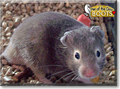 Boots, the Pet of the Day