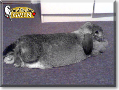 Gwen, the Pet of the Day