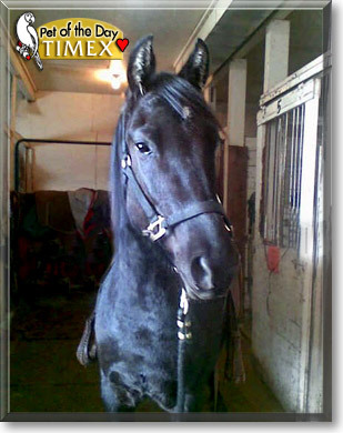 Timex, the Pet of the Day