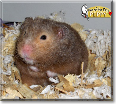 Peppy, the Pet of the Day