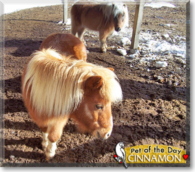 Cinnamon, the Pet of the Day