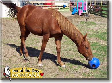Montana, the Pet of the Day