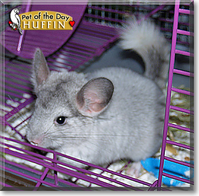 Huffin, the Pet of the Day