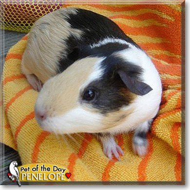 Penelope, the Pet of the Day