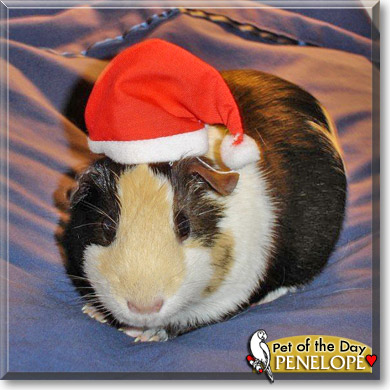 Penelope, the Pet of the Day