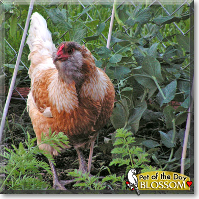 Blossom, the Pet of the Day Blossom, the Pet of the Day