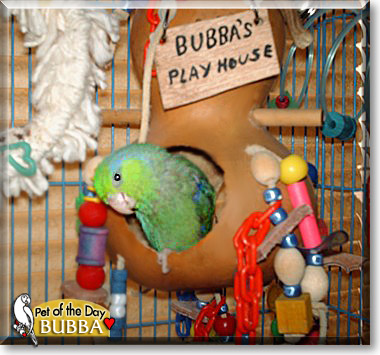 Bubba, the Pet of the Day Bubba, the Pet of the Day