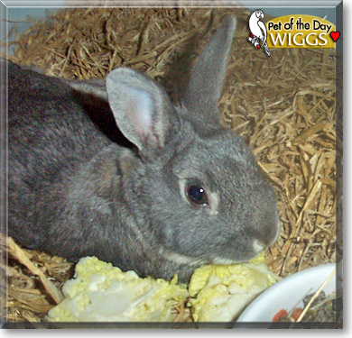 Wiggs, the Pet of the Day
