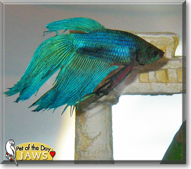 Jaws, the Pet of the Day Jaws, the Pet of the Day