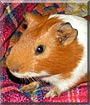 Jack