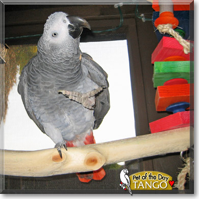 Tango, the Pet of the Day