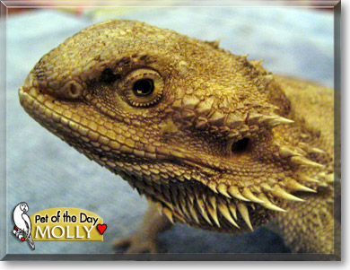 Molly, the Pet of the Day