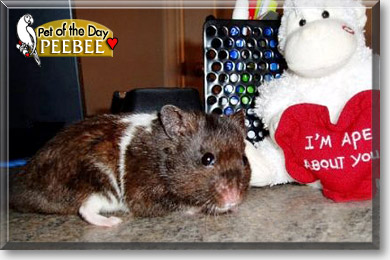 PeeBee, the Pet of the Day