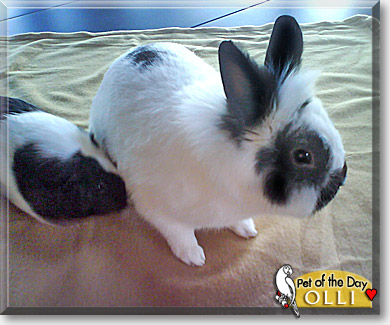 Olli, the Pet of the Day