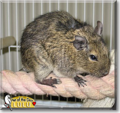 Lulu, the Pet of the Day