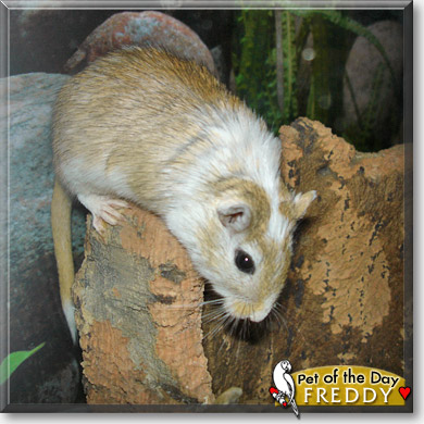 Freddy, the Pet of the Day