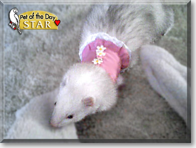 Star, the Pet of the Day