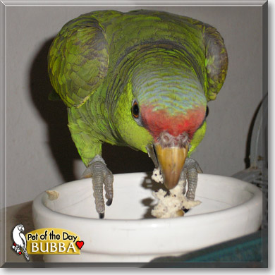 Bubba, the Pet of the Day