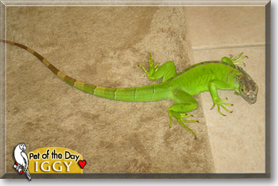 Iggy, the Pet of the Day
