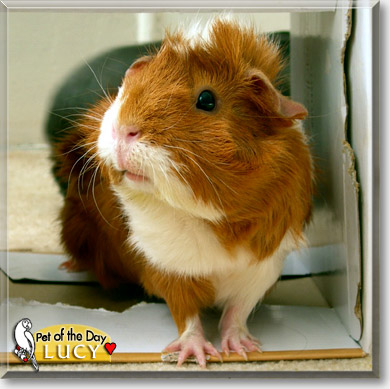 Lucy, the Pet of the Day