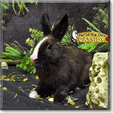 Cassidy, the Pet of the Day Cassidy, the Pet of the Day