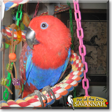 Savannah, the Pet of the Day