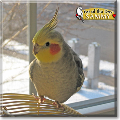 Sammy, the Pet of the Day