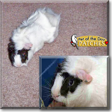 Patches, the Pet of the Day Patches, the Pet of the Day
