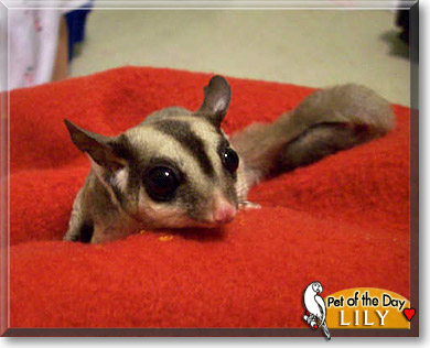 Lily, the Pet of the Day Lily, the Pet of the Day