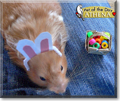 Athena, the Pet of the Day