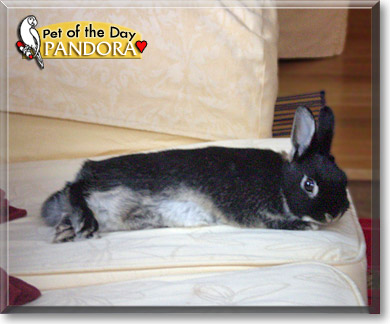 Pandora, the Pet of the Day