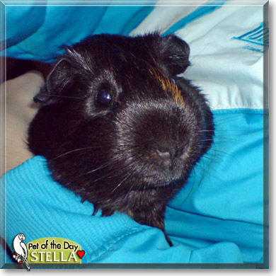 Stella, the Pet of the Day