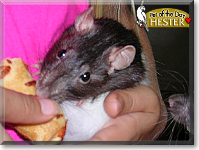 Hester, the Pet of the Day