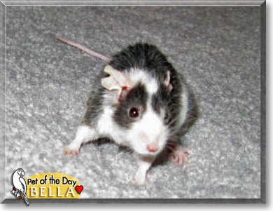Bella, the Pet of the Day