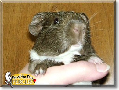 Fergus, the Pet of the Day