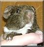 Fergus