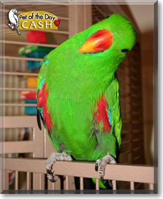 Cash, the Pet of the Day