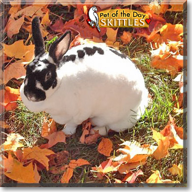 Skittles, the Pet of the Day Skittles, the Pet of the Day