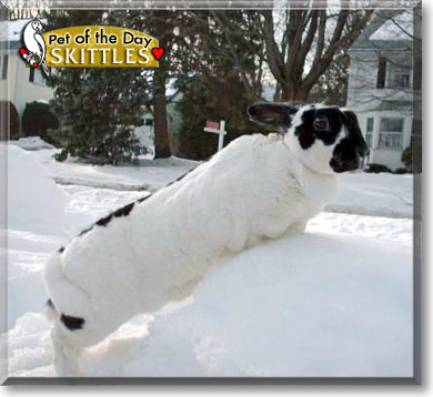 Skittles, the Pet of the Day Skittles, the Pet of the Day