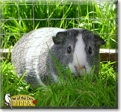 Pippa, the Pet of the Day Pippa, the Pet of the Day