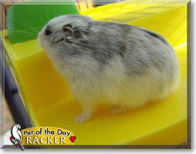 Racker, the Pet of the Day Racker, the Pet of the Day