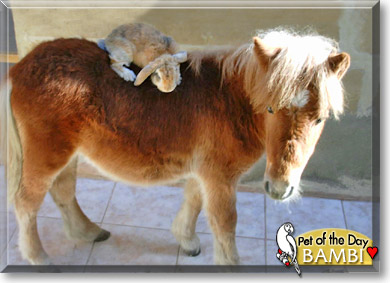 Bambi, the Pet of the Day