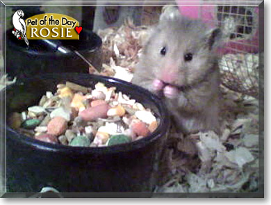 Rosie, the Pet of the Day Rosie, the Pet of the Day