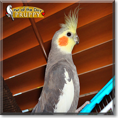 Pruppy, the Pet of the Day Pruppy, the Pet of the Day
