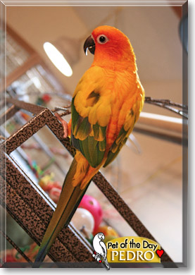 Pedro, the Pet of the Day Pedro, the Pet of the Day