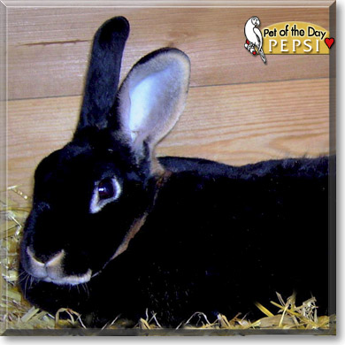 Pepsi, the Pet of the Day Pepsi, the Pet of the Day