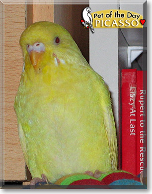 Picasso, the Pet of the Day Picasso, the Pet of the Day